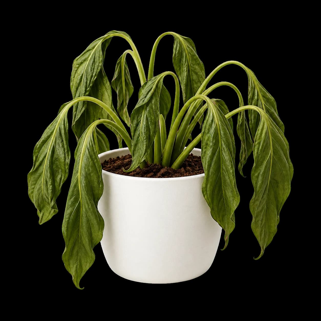 A small potted plant with drooping wilted leaves