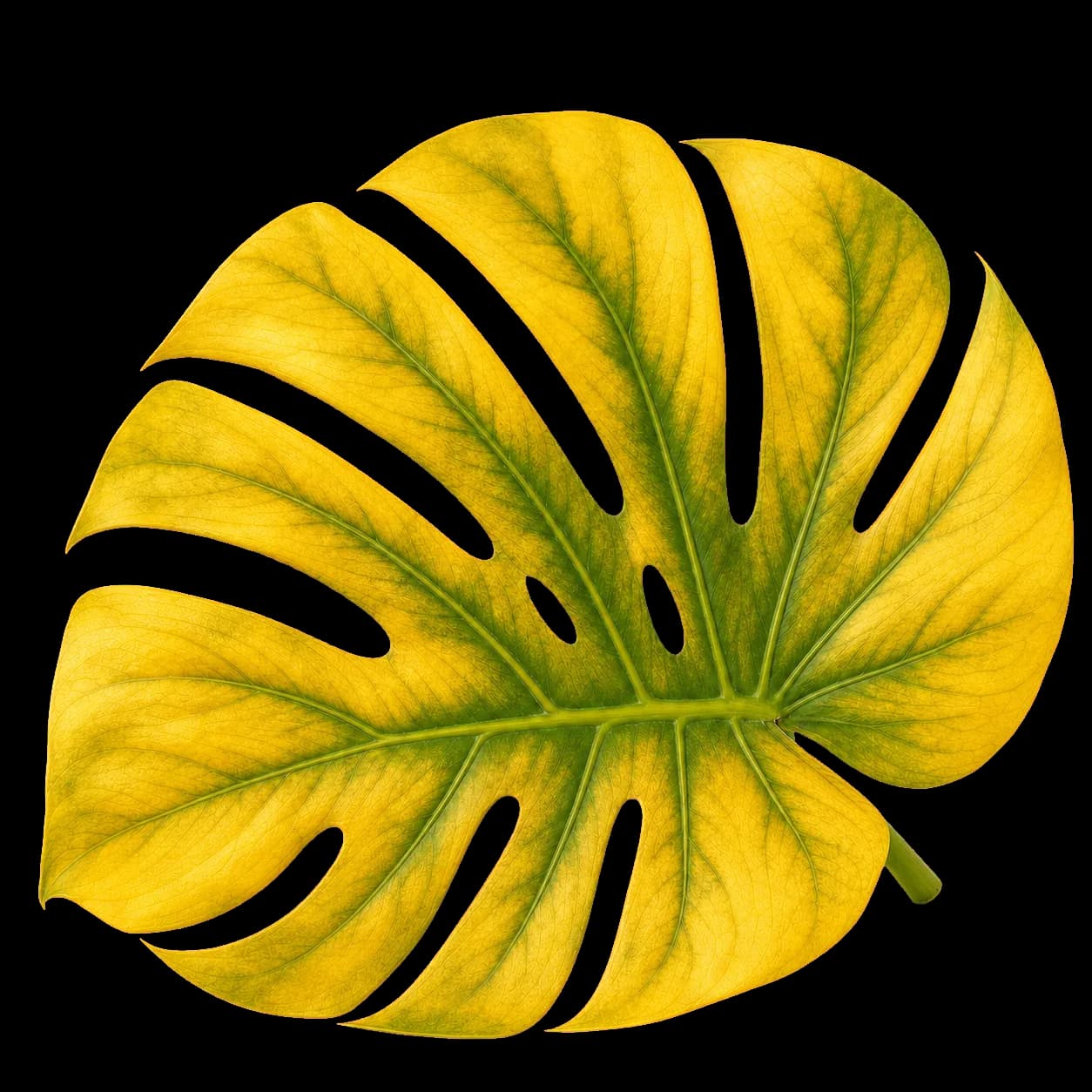 A yellowing monstera leaf with green veins